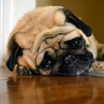 sad pug (CC) by hannah k