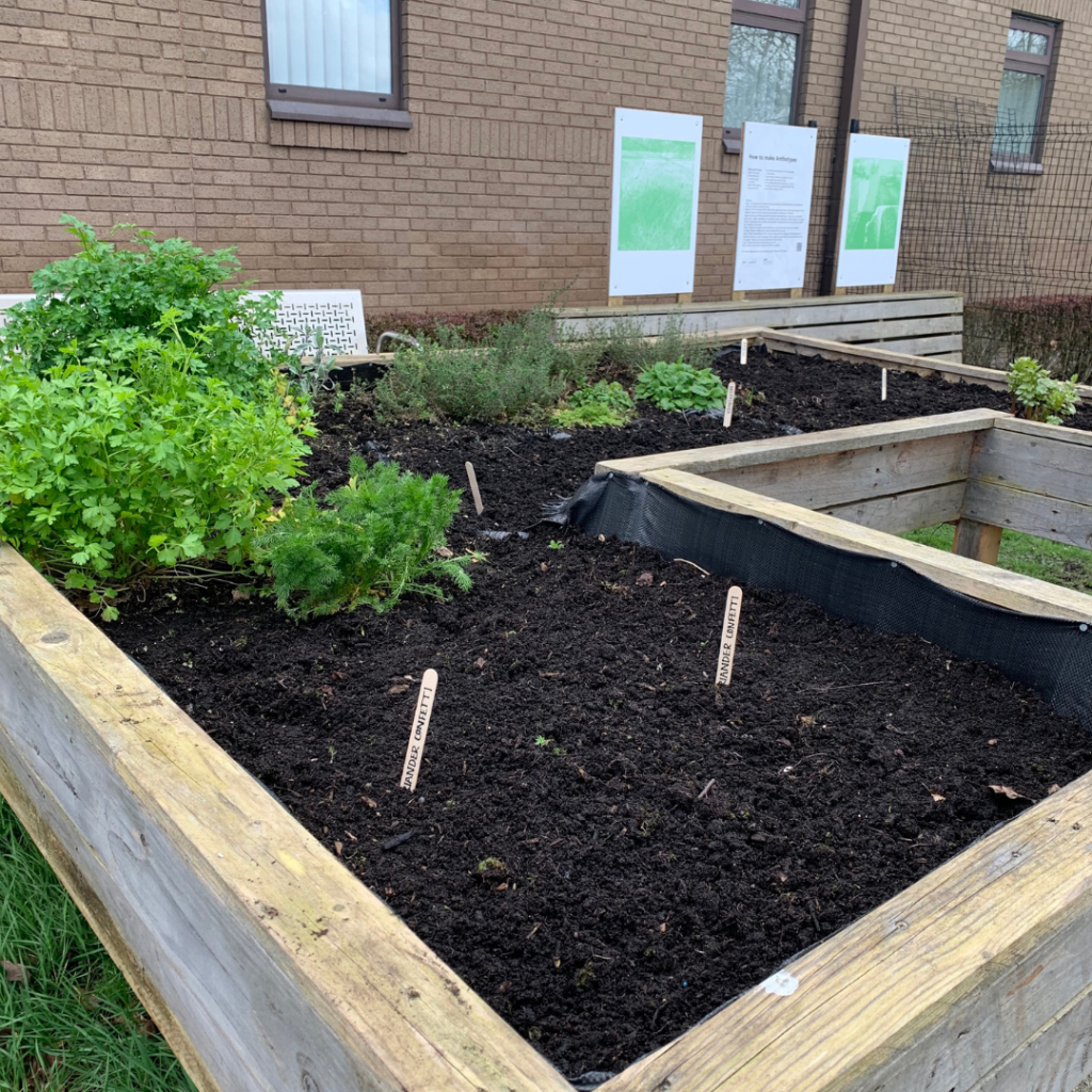 Newly planted seeds in beds