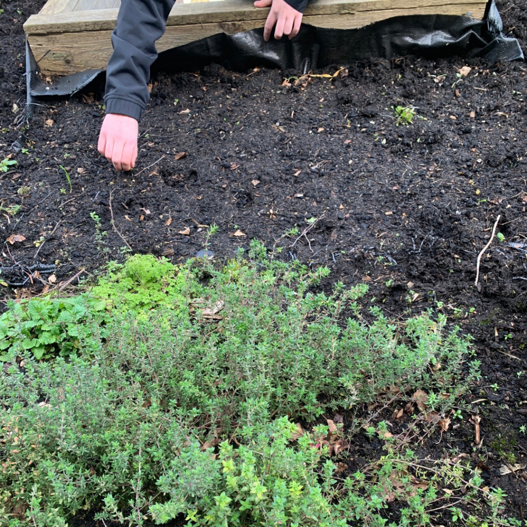 Volunteer weeding the beds