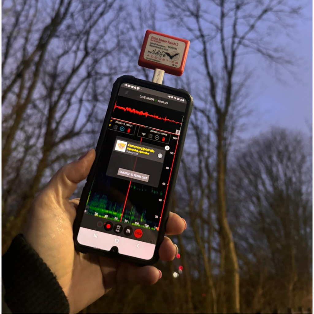 Bat detector attached to a phone