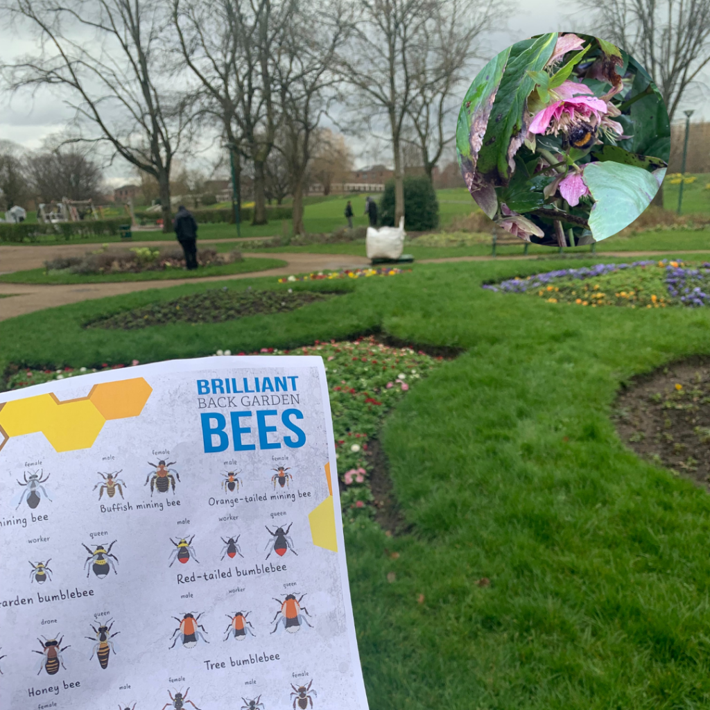 A Bee identification sheet in front of Peel Park