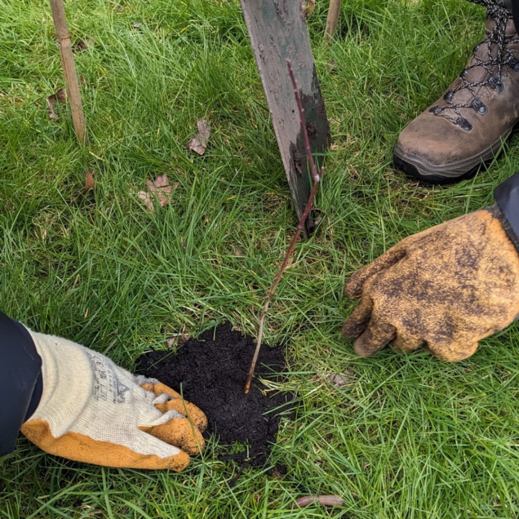 Volunteers compacting soil around a newly planted hedge plant