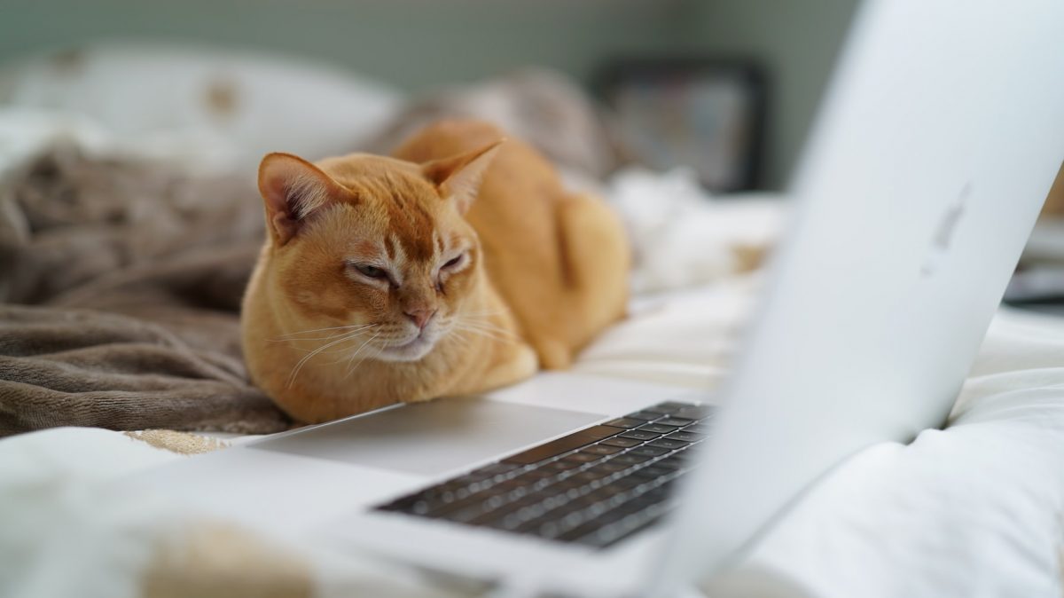 A cat stares at a laptop