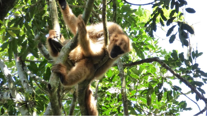 A Southern Muriqui.