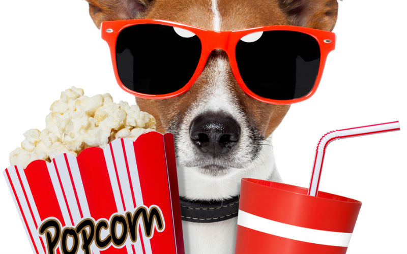 Dog with sunglasses, popcorn and drink