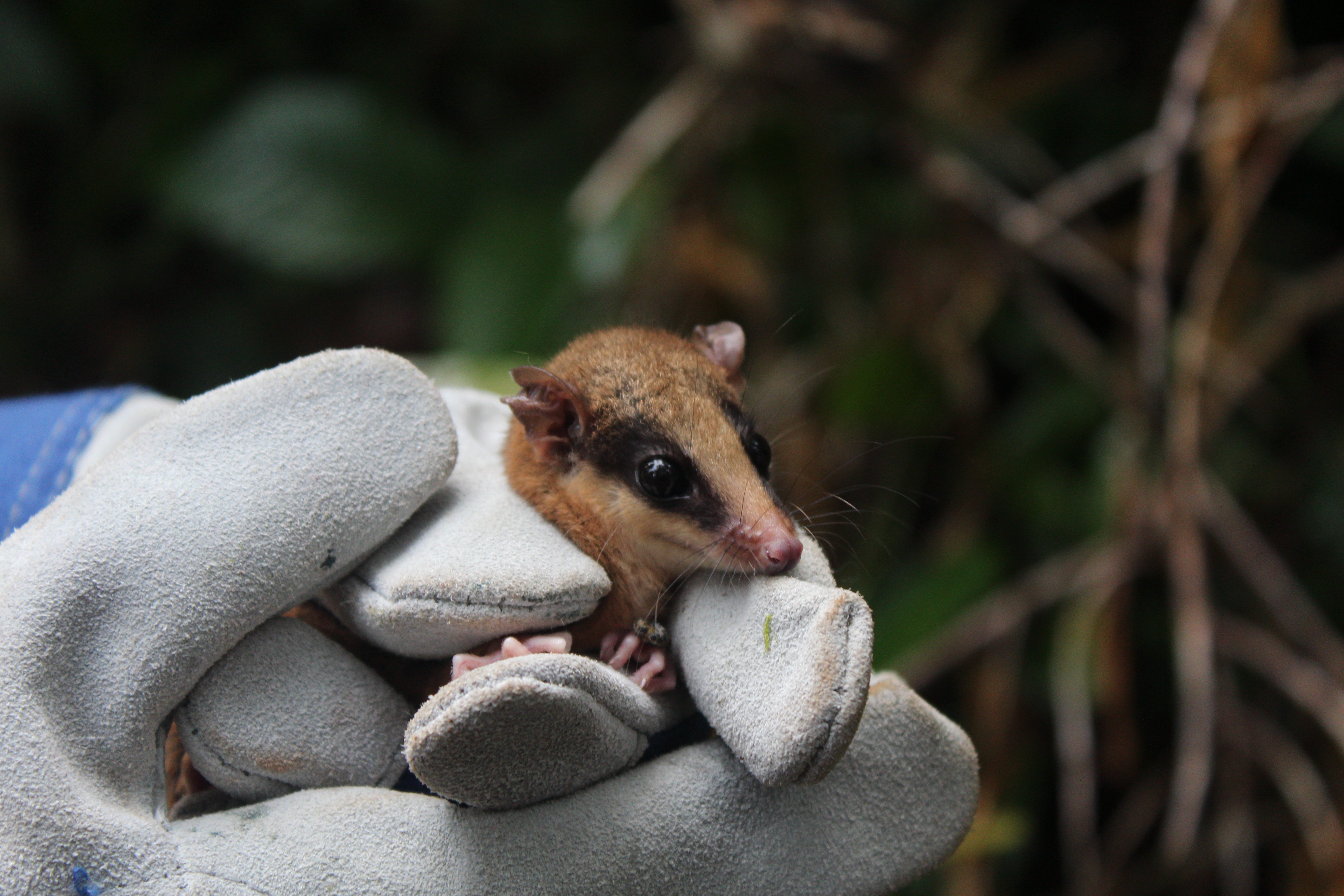 Evie, Mouse Possum