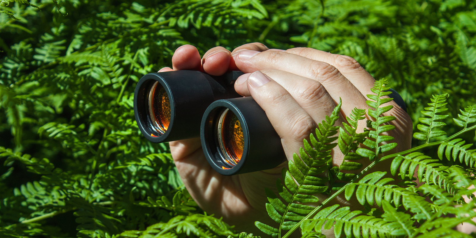 Image: Binoculars