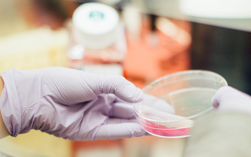 An upclose shot of someone working in a lab, wearing purple disposable gloves holding a petri dish with some sort of substance inside it.