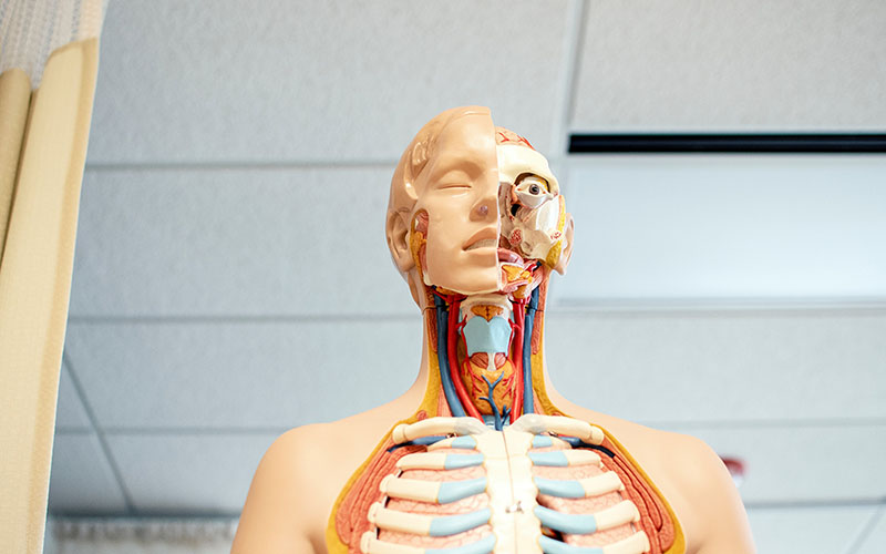 A shot of a medical dummy which is split down the face to show the skin on one side but on the other side it shoes teach individual muscles, bone and different layers of the part of the human body. 