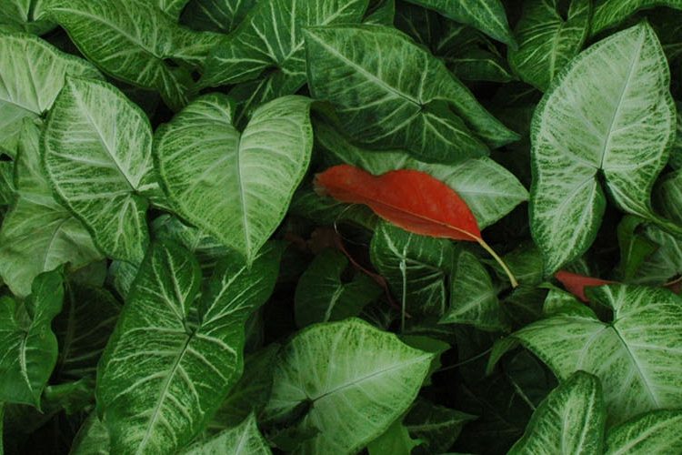 Photo of closeup of leaves