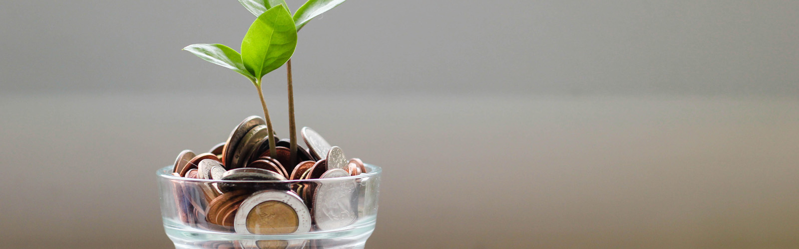 Photo of green plant with coins inside a transparent cup