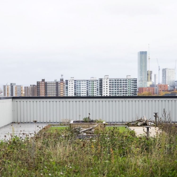 Green roof on the Lady Hale Building