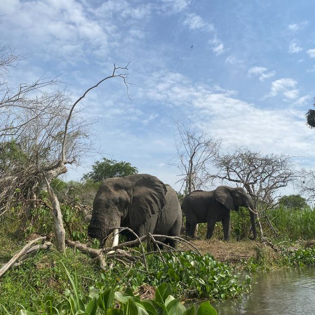 Herd of elephants in Uganda 