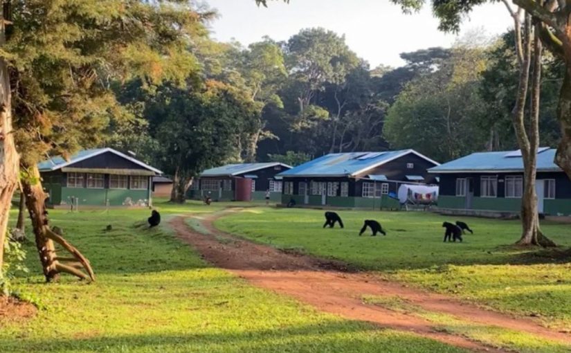 Uganda trip stay with monkeys around