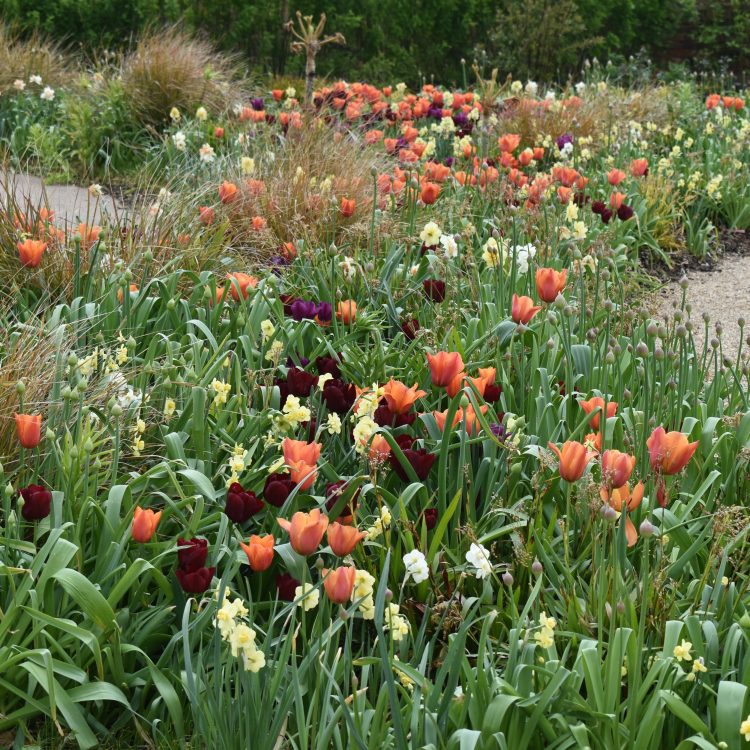 RHS Bridgewater flowers