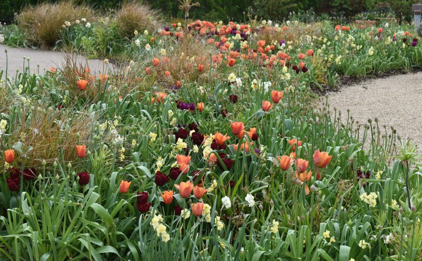 RHS Bridgewater flowers