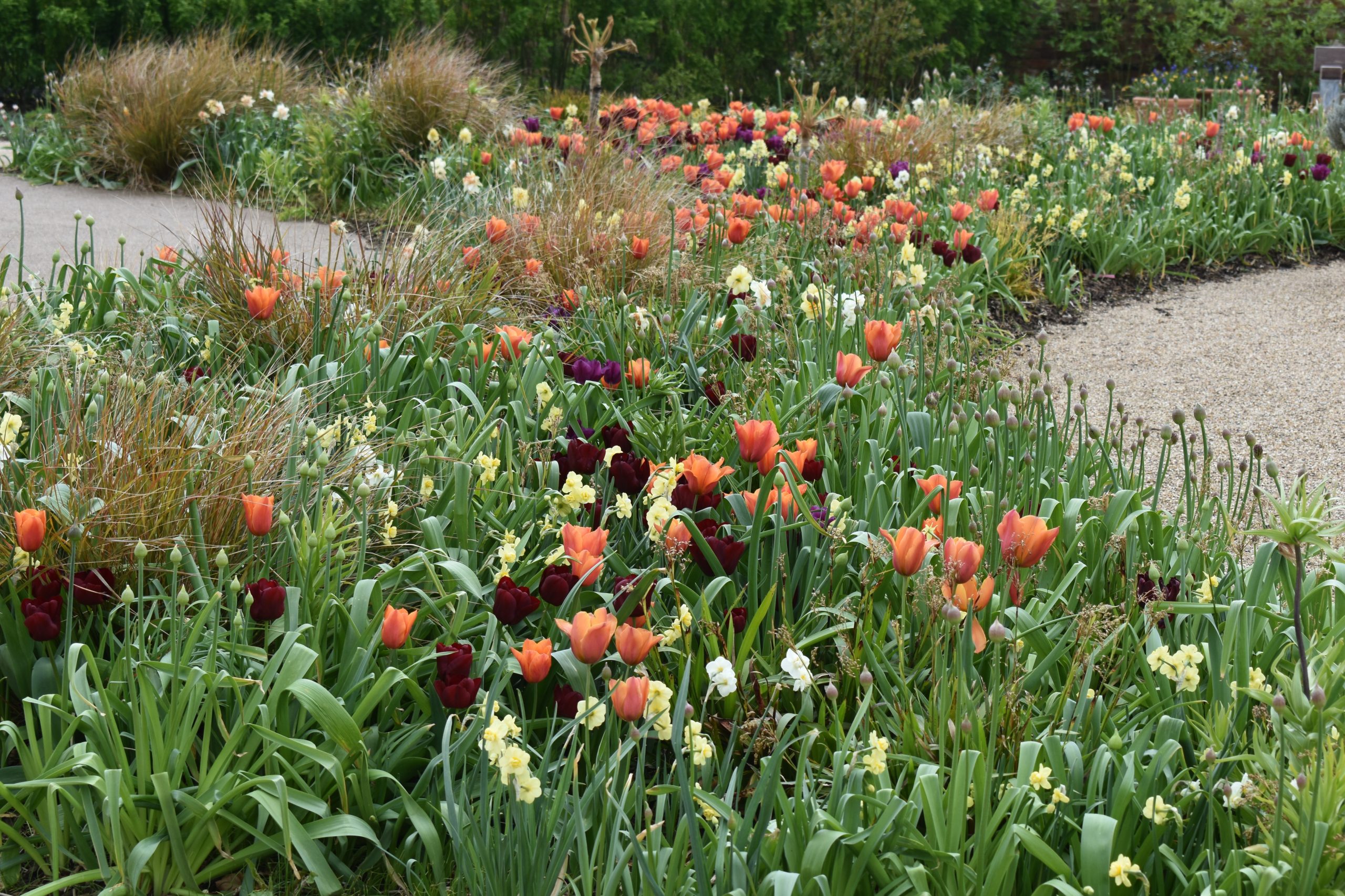 RHS Bridgewater flowers