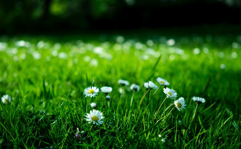 Grass and daisy flowers