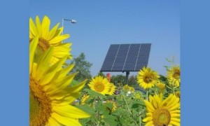 1456841852-sunflowersolar